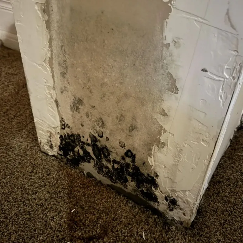 Professional Mold Removal in Waurika, OK